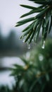 Macro Shot of Evergreen Tip with Icicle Droplets in Serene Winter Setting Royalty Free Stock Photo
