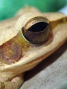 Macro shot of eye of a frog Royalty Free Stock Photo