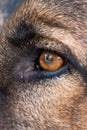 Macro shot of the eye of a young adult German sheepdog