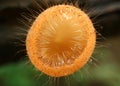 Macro Shot of Eyelash Cup Fungi with Water Droplets Growing on Decayed Log