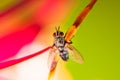 Macro shot of a eyes of fly Royalty Free Stock Photo