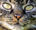 Macro shot of the face of a domestic cat with focus on the muzzle Royalty Free Stock Photo