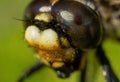 Macro shot of the Facet eyes of an ant