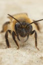 Macro shot of a female Andrena carantonica, a Chocolate mining bee on a sandy ground Royalty Free Stock Photo