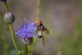 A macro shot of a female hoverfly Volucella pellucens seen nectaring on a thistle flower in late summer close-up.