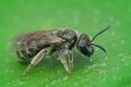 Macro shot of female sweat bee on green leaf background Royalty Free Stock Photo