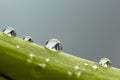 Macro shot of a few water drops on a leaf with nice reflections and a grey background Royalty Free Stock Photo