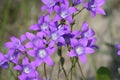 Macro shot of field flowers, purple campanula Royalty Free Stock Photo