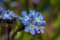 Field forget me nots myosotis arvensis