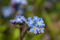 Field forget me nots myosotis arvensis Royalty Free Stock Photo