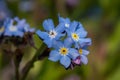 Field forget me nots myosotis arvensis Royalty Free Stock Photo