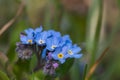 Field forget me nots myosotis arvensis Royalty Free Stock Photo