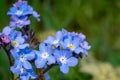 Field forget me nots myosotis arvensis Royalty Free Stock Photo