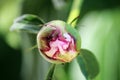 A Fire Ant Crawling on a Pink Peony Flower Bud