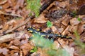 Black Amphibian with yellow spots, the most common species of salamanders, running away in the forest