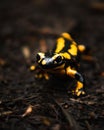 Macro shot of a Fire salamander on the ground looking at the camera Royalty Free Stock Photo