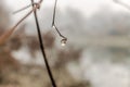Macro shot of the first morning drops of dew on a dried stem on an isolated background Royalty Free Stock Photo