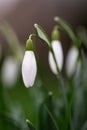 Macro shot of the first snowdrops in early spring Royalty Free Stock Photo