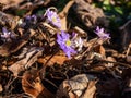 Macro shot of first of the spring wildflowers American Liverwort Anemone hepatica in brown dry leaves in sunlight. Lilac and