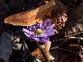 Macro shot of first of the spring wildflowers American Liverwort Anemone hepatica in brown dry leaves in sunlight. Lilac and