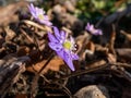 Macro shot of first of the spring wildflowers American Liverwort Anemone hepatica in brown dry leaves in sunlight. Lilac and