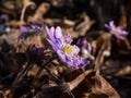 Macro shot of first of the spring wildflowers American Liverwort Anemone hepatica in brown dry leaves in sunlight. Lilac and