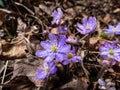 Macro shot of first of the spring wildflowers American Liverwort Anemone hepatica in brown dry leaves in sunlight. Lilac and