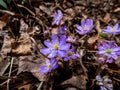 Macro shot of first of the spring wildflowers American Liverwort Anemone hepatica in brown dry leaves in sunlight. Lilac and