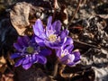 Spring wildflowers American Liverwort (Anemone hepatica) in brown dry leaves in sunlight. Lilac and