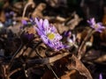 American Liverwort (Anemone hepatica) in brown dry leaves in sunlight. Lilac and