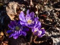 American Liverwort (Anemone hepatica) in brown dry leaves in sunlight. Lilac and