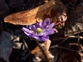 Macro shot of first of the spring wildflowers American Liverwort (Anemone hepatica)