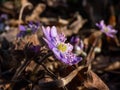 Macro shot of first of the spring wildflowers American Liverwort (Anemone hepatica) in brown dry leaves