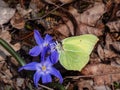 First yellow spring adult male butterfly - The common brimstone (Gonepteryx rhamni) on a blue flower in spring Royalty Free Stock Photo