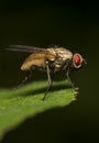 Macro shot of Flesh fly on the leaf. Royalty Free Stock Photo