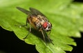 Macro shot of Flesh fly on the leaf. Royalty Free Stock Photo