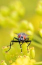 Flesh fly on the leaf. Royalty Free Stock Photo