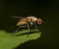 Macro shot of Flesh fly on the leaf. Royalty Free Stock Photo