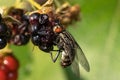 Macro shot of a flesh fly sucking on a blackberry Royalty Free Stock Photo