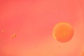 Macro shot of floating transparent bubbles of various sizes in water on a soft orange background. Minimal, clean Royalty Free Stock Photo