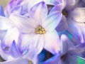 Macro shot of a flower. Blooming hyacinth close-up. Royalty Free Stock Photo