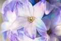 Macro shot flower. Blooming hyacinth close-up. Royalty Free Stock Photo