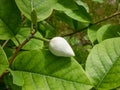 Macro shot of flower bud of Siebold`s magnolia or Korean mountain magnolia and Oyama magnolia Magnolia sieboldii