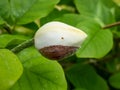 Macro shot of flower bud of Siebold`s magnolia or Korean mountain magnolia and Oyama magnolia Magnolia sieboldii