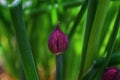 Macro shot of flower in full bloom phase Grass Plant chives Allium schoenoprasum. Detail of the petals of this flower with brigh