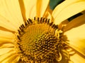 Macro shot of a flower, highlighting the textured center and soft, yellow petals surrounding it Royalty Free Stock Photo