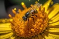 macro shot of a flower, with pollen dust visible on petals