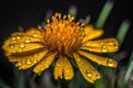 macro shot of a flower, with pollen dust visible on petals