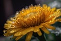 macro shot of a flower, with pollen dust visible on petals