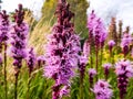Macro shot of flowering plant - Marsh blazingstar with green summer garden background Royalty Free Stock Photo